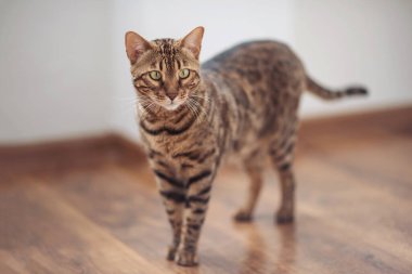 Çizgili Bengal kedisi ahşap zemini keşfediyor.