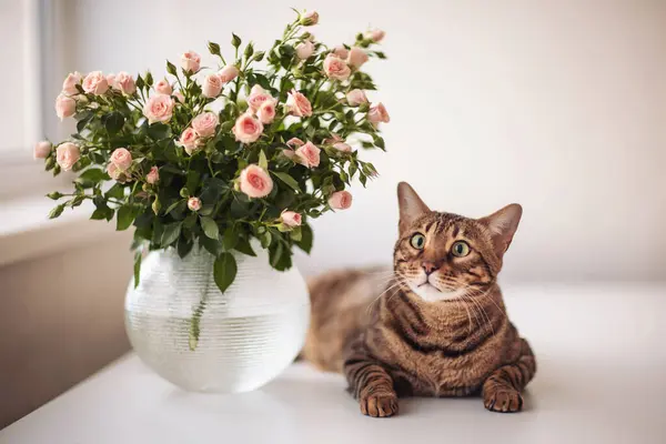 Bengal Kedisi, kapalı bir alanda pembe güllerin olduğu bir vazonun yanında yatıyor.. 
