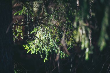 Parlak güneş ışığı, sakin bir orman ortamındaki yeşil çam dallarını aydınlatırken büyülü bir atmosfer yaratır. Doğanın güzelliği huzurlu bir sabahta sergileniyor.