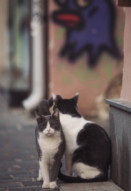 İki kedi, biri gri ve beyaz, diğeri siyah ve beyaz, kaldırım taşı caddesinde dolaşıyorlar. Sıcak öğleden sonra güneşi sahneyi aydınlatıyor, insanlar yakınlarda hareket ettikçe canlı bir atmosfer yaratıyor.