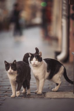 İki kedi, biri gri ve beyaz, diğeri siyah ve beyaz, kaldırım taşı caddesinde dolaşıyorlar. Sıcak öğleden sonra güneşi sahneyi aydınlatıyor, insanlar yakınlarda hareket ettikçe canlı bir atmosfer yaratıyor.