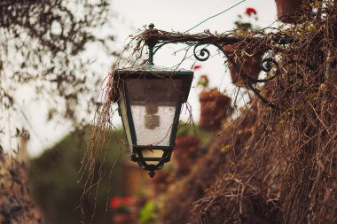 Kaliteli bir fener, sarmaşıklara tırmanarak kısmen gizlenen yemyeşil bahçe yaprakları arasında asılı durur. Yumuşak bir akşam ışığı ılık bir parıltı yayar, sakin atmosferi güçlendirir.