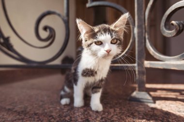 Küçük, çizgili bir kedi yavrusu güneşli bir verandayı dikkatle araştırıyor. Oyuncu kedinin parlak gözleri, güzel tasarlanmış demir bir kapının yanında dururken çevreyi tarar.