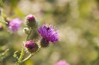 Yaz öğleden sonra güneşli bir çayırda devedikeni çiçeğinden nektar toplayan arı.