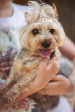 Bir arkadaş tarafından sıcacık bir ortamda kucaklanan mutlu küçük köpek, keyifli bir arkadaşlık anını yakalıyor ve aralarında paylaşılıyor.
