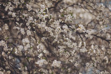 İlkbaharda çiçek açan dallar narin beyaz çiçekler ve dallardan süzülen yumuşak güneş ışığıyla dolu huzurlu bir atmosfer yaratır.