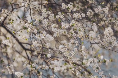 Bahar çiçekleri hafif esintide dans eder. Uyanış kentsel manzaranın ortasında dingin bir atmosfer yaratır.