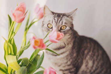 Gri tekir kedi, güneşli bir bahar gününün tadını çıkarırken narin pembe lalelerin kokusunun tadını çıkarıyor.