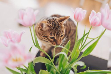 Meraklı kedi, güneşli bir bahçe ortamında çiçek açan laleleri keşfeder.