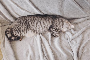 Sakin bir öğleden sonra güneşli bir odada, yumuşak, gri bir battaniyenin üzerinde huzur içinde uzanıyor.