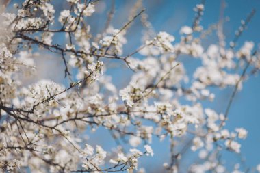 Narin beyaz çiçekler, durgun bir bahar öğleden sonra gökyüzünü boyarlar. Doğanın güzellikleriyle dolu çiçek açan bir bahçede.