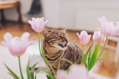 Bengal kedisi pembe lale yemek istiyor. Kedi, içi rahat iç mekânlarla dolu güneşli bir odada canlı pembe lalelerle şakalaşıyor..