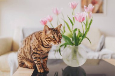 Güzel Bengal kedisi güneşli bir sabah masasında duran cam bir vazoda taze pembe lalelerle rahat bir evi keşfeder..