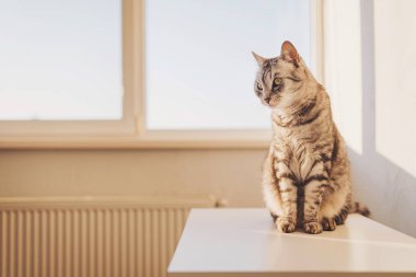 Çizgili kedi, sıcak bir öğleden sonra güneşinin tadını çıkarır. Pencerenin yanındaki beyaz bir masaya tünemiş, dış dünyaya bakan huzurlu bir manzaraya sahip.