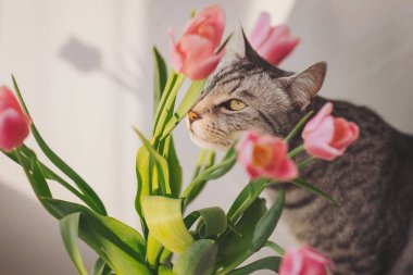 Meraklı kedi canlı pembe laleleri gün ışığında kapalı bir ortamda keşfeder. Baharın ilk zamanlarında doğanın ve arkadaşlığın neşeli bir anını yakalar.