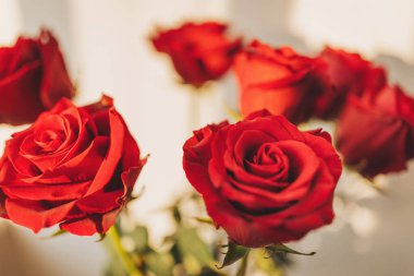 Işıl ışıl kırmızı güllerden oluşan bir buket aşk ve sıcaklık yayıyor. Yumuşak gün ışığında kapalı bir ortamda yakalandılar.