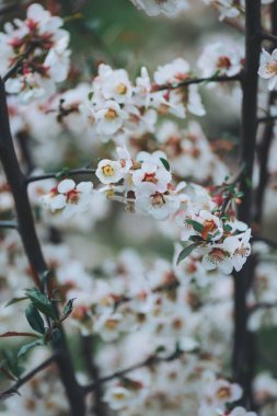 Çiçek açan kiraz ağaçları sakin bir bahar öğleden sonrasında huzurlu manzarayı narin beyaz çiçeklerle süsler.