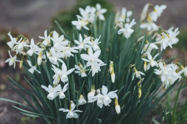 Çiçek açan beyaz nergisler, ilkbaharın başlarında tuhaf bir açık hava alanının yakınında sakin bir bahçe atmosferi yaratırlar.