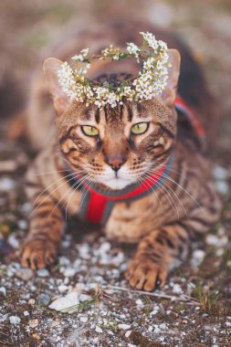 Çiçekli taçla süslenmiş Bengal kedisi güneşli bir öğleden sonra gezintisi sırasında tasmayla açık havada gezer.