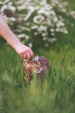 Çiçekli bir taç takan Bengal kedisi güneşli bir günde sahibinin rehberliğinde canlı bir tarlayı zevkle keşfediyor. Sahibinin eli kafasındaki çelengi ayarlar..