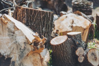 Kesilmiş odun yığınları, sakin bir ormanda, güneşin altında dinleniyor. Etrafı canlı yeşillik ve doğanın toprak kokusuyla çevrili.