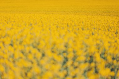 Geniş, canlı sarı çiçekli alanlar ılık bir bahar gününde hafifçe sallanarak, sakin bir kırsalda nefes kesici bir doğal duvar halısı oluşturur. Kolza çiftliği ve mavi gökyüzü. Sebze yağı çiftliği.