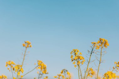 Parlak sarı çiçekler, açık mavi bir gökyüzünün altında ılık güneşli bir günde bahar başlarında canlı bir tarlada hafifçe sallanırlar. Kolza çiftliği ve mavi gökyüzü. Sebze yağı çiftliği. Tecavüz bitkileri