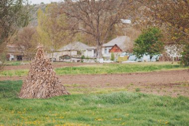 Kırsal saman yığınları durgun bir kırsal alanda dimdik duruyorlar, açık mavi gökyüzü altında hasat mevsiminin özünü yakalıyorlar.