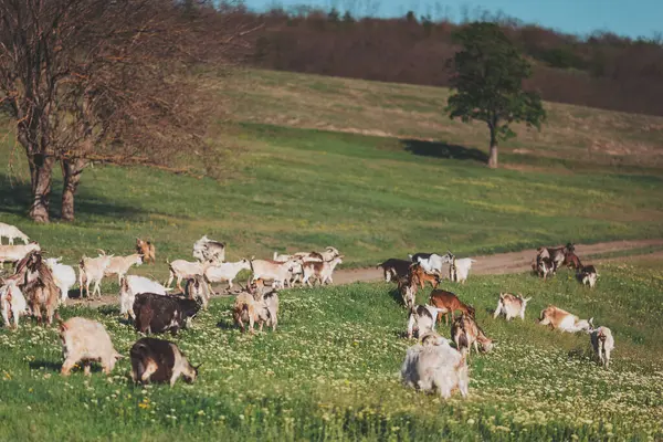 Otlayan keçiler güneşli bir çayırda, berrak mavi gökyüzünün altındaki yeşil tepelerde sakin bir öğleden sonranın tadını çıkarıyorlar.
