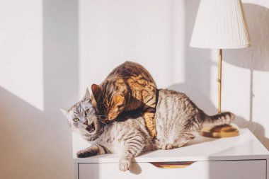 Güneşli bir odada modern bir lambayla etkileşen iki oyuncu kedi. İki kedi aydınlık bir odada bir anı paylaşıyor, biri diğerini beyaz bir yüzey üzerinde neşeyle tımar ediyor.