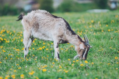 Otlayan keçi, yemyeşil yemyeşil ve yumuşak bir gökyüzünün altında sakin bir manzarayla çevrili bir bahar çayırının canlı çiçeklerinin tadını çıkarıyor.