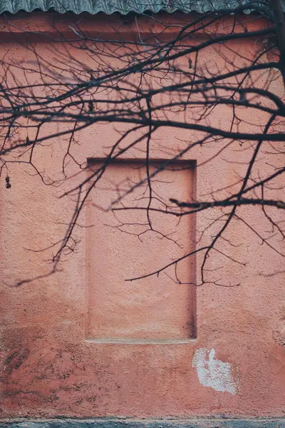 Durgun bir öğleden sonra, eski bir avluda, pastel bir duvarın karşısında çıplak dalların kontrastını keşfediyorum.