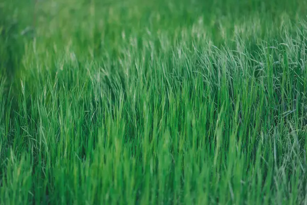 Bereketli yeşil çimenler, güneşli bir öğleden sonra rüzgarda hafifçe sallanıyor, doğanın hayat dolu yaşamını ve huzurunu gözler önüne seriyor.