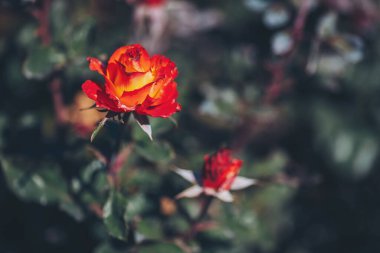 Güzel turuncu ve kırmızı güller canlı bir bahçede güneşli bir öğleden sonra, doğanın çarpıcı sanatını ve sıcaklığını gözler önüne sererek çiçek açarlar.