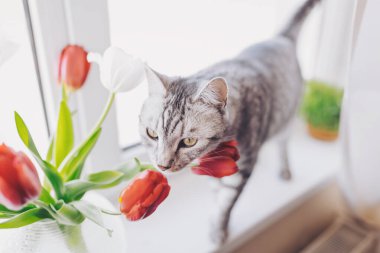 Neşeli bir bahar gününde güneşli bir pencerenin yanında canlı laleleri keşfeden tuhaf kedi.