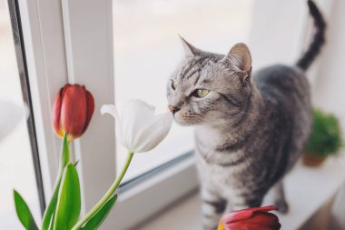 Neşeli bir bahar gününde güneşli bir pencerenin yanında canlı laleleri keşfeden tuhaf kedi.