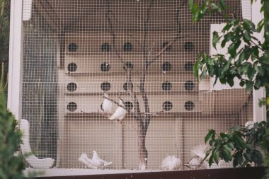 Güneşli bir öğleden sonra yemyeşil yemyeşil bir havzanın içindeki dallarda dinlenen güvercinler.