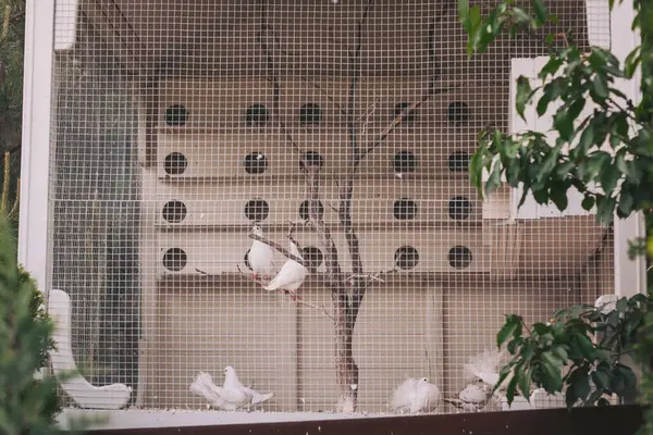 Güneşli bir öğleden sonra yemyeşil yemyeşil bir havzanın içindeki dallarda dinlenen güvercinler.