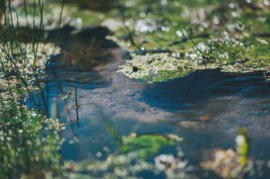 Dalgalanan sular, parlak bir yaz gününde yemyeşil yosunlar ve su bitkileriyle bezenmiş sakin bir gölete güneş ışığını yansıtır.