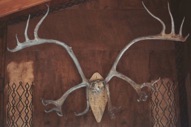 Karmaşık boynuz heykeli, sıcacık bir dağ köşkündeki ahşap duvarı süslüyor, doğayı sanatsal işçilikle harmanlıyor.