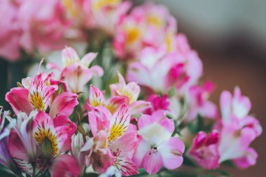 Yumuşak bir ışıkta dizilmiş pembe ve kırmızı çiçekli canlı buket narin yaprakları ve yemyeşil çiçekleri sergiliyor.