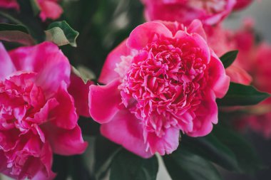 Çiçek açan şakayık çiçekleri, yumuşak ışıklı bir iç mekan ortamında canlı pembe renkler yayar, sakin bir sabah boyunca doğanın sanatını ve güzelliğini kutlar.
