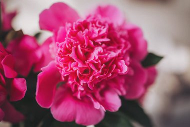 Çiçek açan şakayık çiçekleri, yumuşak ışıklı bir iç mekan ortamında canlı pembe renkler yayar, sakin bir sabah boyunca doğanın sanatını ve güzelliğini kutlar.