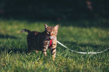Altın saat kucaklamasında Bengal kedisi parkın güneş lekeli yollarını keşfeder. Doğanın sessiz tonlarına karşı canlı bir kontrastı vardır.