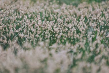 Uzun otların yaz melteminde hafifçe sallandığı çayırların sisi boyunca tohum başları yumuşak güneş ışığında dans ederek huzurlu ve huzurlu bir manzara yaratıyor.