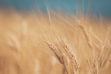 Mavi gökyüzünün altında uzanan altın buğday tarlaları uzak dağlarla sakin bir arkaplan oluşturarak alacakaranlıkta huzurlu bir yürüyüş yapmaya davet ediyor. Altın buğday ılık güneş ışığında hafifçe sallanır. 
