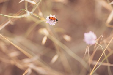 Aydınlatılmış bir çayırda, altın saat boyunca canlı arılar çiçekten çiçeğe dans ederek doğanın uyumu için büyülü bir atmosfer yaratırlar.