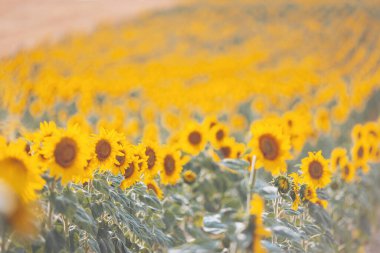 Sıcak bir yaz güneşi altında canlı ayçiçeği tarlaları kırsal alana yayılır.