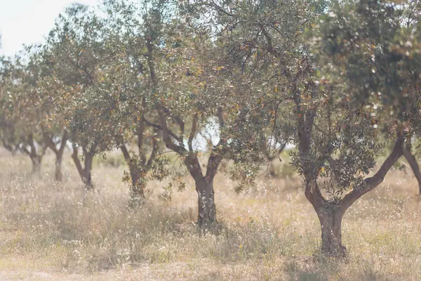 Zeytin ağaçları, kırsal kesimde sakin bir öğleden sonra ılık güneşin altında hafif bir esintide gelişir.