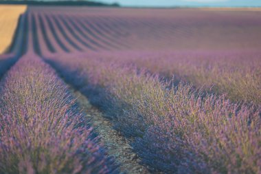 Lavanta tarlaları, alacakaranlıkta dağların yakınındaki yumuşak bir gökyüzünün altında sonsuz bir şekilde uzanır. Mor renklerin huzurlu ve güzel kokulu bir manzarasını yaratır.